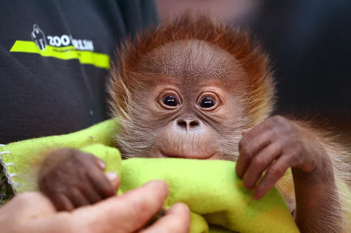 Das im Jänner 2015 geborene Orang-Utan-Mädchen Rieke wurde am 6.2.2015 im Zoo in Berlin der Presse präsentiert. Der Menschenaffe wurde am 12. Januar 2015 geboren und wurde von Tierpflegern mit der Flasche aufgezogen. Rieke wog zu der Zeit 2.290 Gramm.