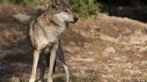 Ob der Wolf noch im Ausseerland ist, kann man derzeit nicht sagen (Sujetbild)