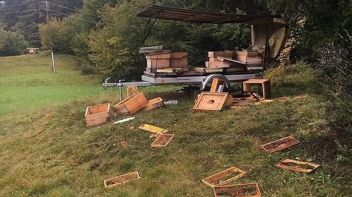 Bärenhunger mit Folgen: Zum vierten Mal bediente sich ein Bär an den Bienenstöcken eines 17-Jährigen