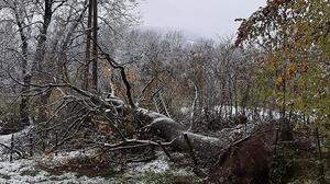 Umgestürzte Bäume erschweren die Arbeiten der Kelag-Monteure