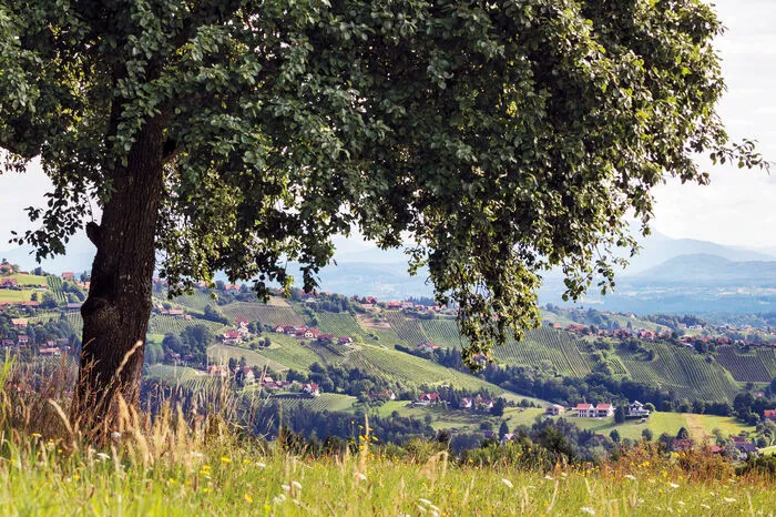 Weingärten Hochgrail (Steiermark)