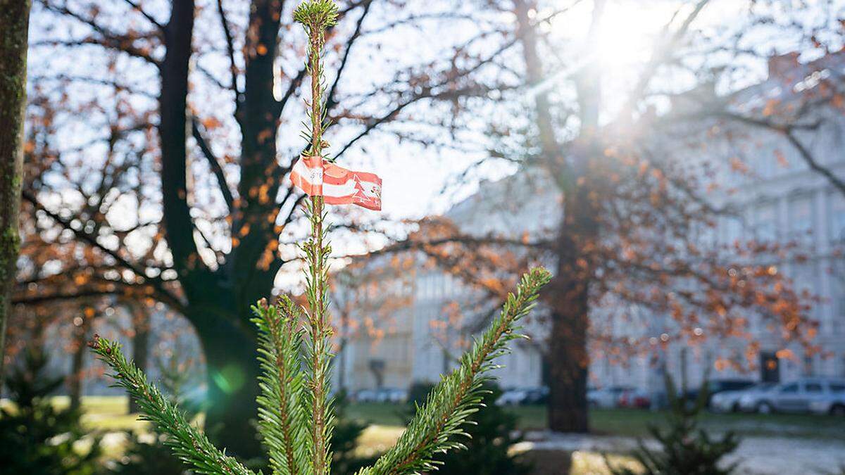 Rund um den Stadtpark werden seit Samstagvormittag Christbäume verkauft