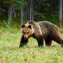 In Osttirol ist ein Bär unterwegs 