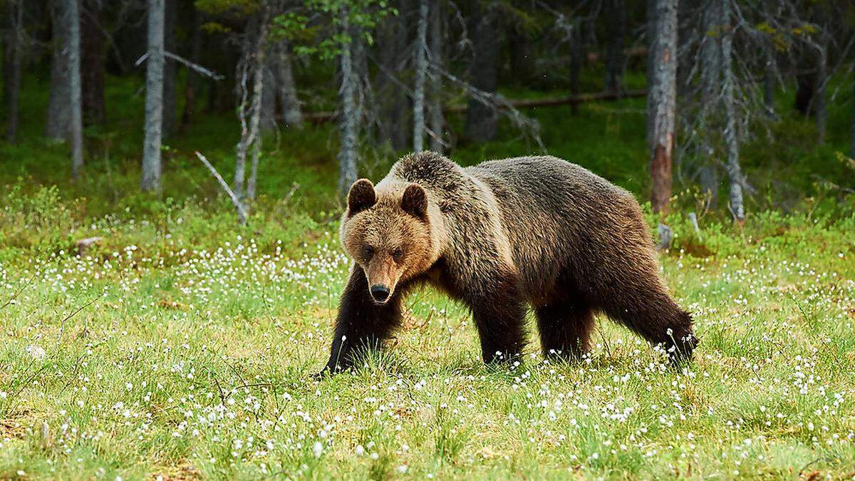 In Osttirol ist ein Bär unterwegs 