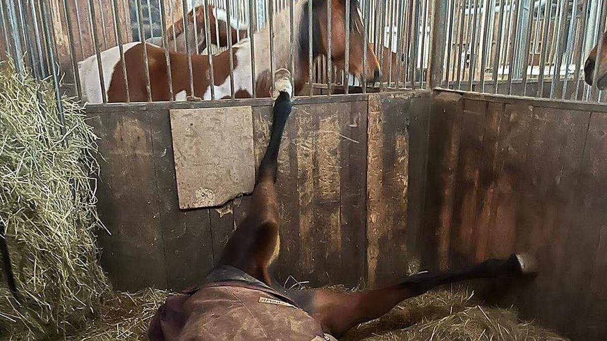 In einem Stall in Deutschfeistritz konnte das Pferd befreit werden