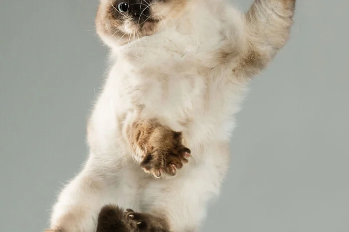 Empire vom Maggiolino, Britisch Kurzhaar. Und wie gewöhnt man die Stubentiger an die Studioatsmosphäre beim Fotografieren? Christe antwortet: "Katzen sind echte Bewegungswunder. Sie bewegen sich sicher und sehen dabei sehr elegant aus. Während einige Hunde nur gehalten und die fliegenden Haare mit Hilfe eines Föns erreicht wurden, können Katzen sehr sicher landen! Viele der abgebildeten Katzen sind durch Ausstellungen und Shows trainiert und haben kein Problem mit der ungewohnten Umgebung im Fotostudio zurechtzukommen und dabei noch sehr unerschrocken aufzutreten. Die „gewöhnliche“ Hauskatze ist dabei viel zurückhaltender. Auch wollten nicht alle „Models“ springen oder sich vom Arm fallen lassen. Sie haben dann einfach nur zugeschaut oder geschlafen. Es gab auch Katzen, die sich gar nicht fotografieren lassen wollten, egal ob in der Bewegung oder auf dem Podest. Das muss man als Fotograf akzeptieren und sie in Ruhe lassen. Gezwungen wurde keine Katze und es hat sich auch keine verletzt."