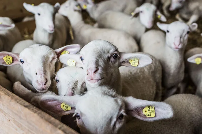 Rund 15.000 Liter Milch wird in der Käserei jedes Jahr verarbeitet.