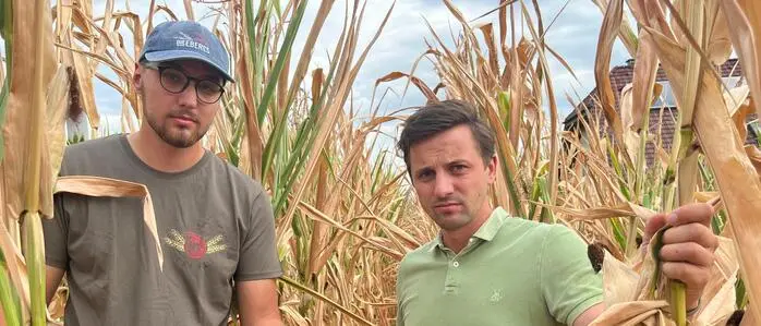 Landwirt Kilian Eberl und Bauernbund-Direktor Bernd Brodtrager in einem der verdorrten Maisäcker