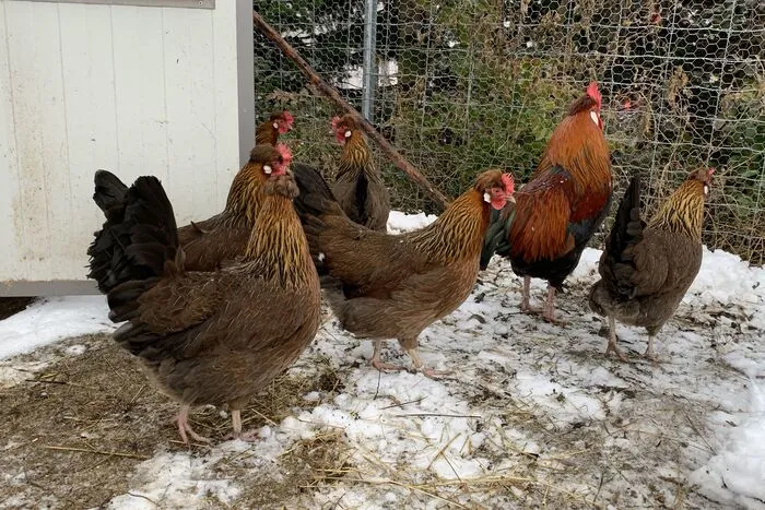 Die Hühner finden Schnee und Kälte nicht sonderlich toll.