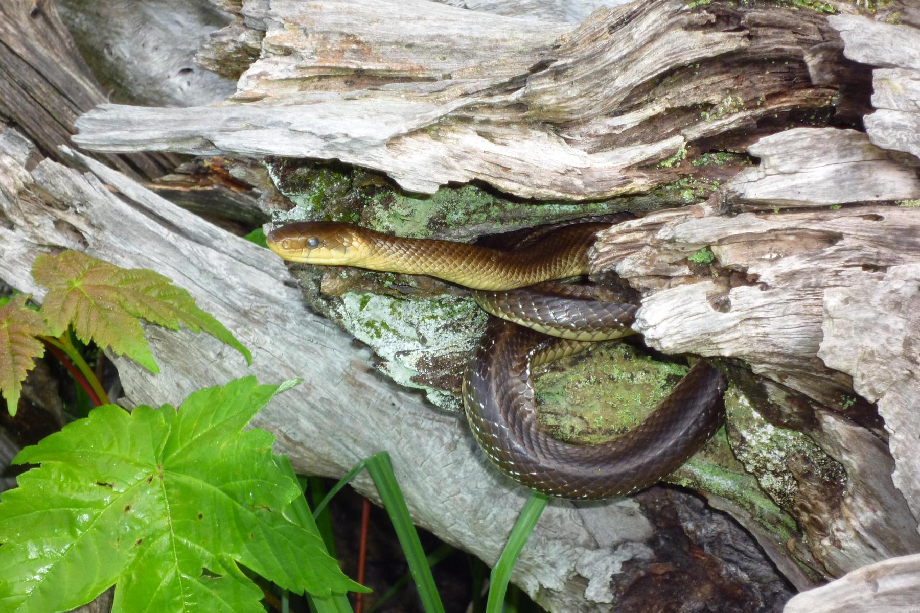 Über zwei Meter lang: Immer mehr Kärntner berichten von Sichtung „riesiger“ Schlangen