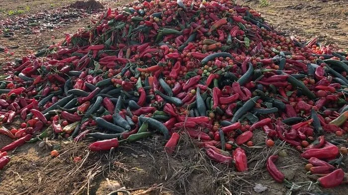 Große Haufen Paradeiser, Paprika und Gurken, die auf den ersten Blick einwandfrei erschienen, waren auf einem Feld bei Bad Blumau abgelagert worden.