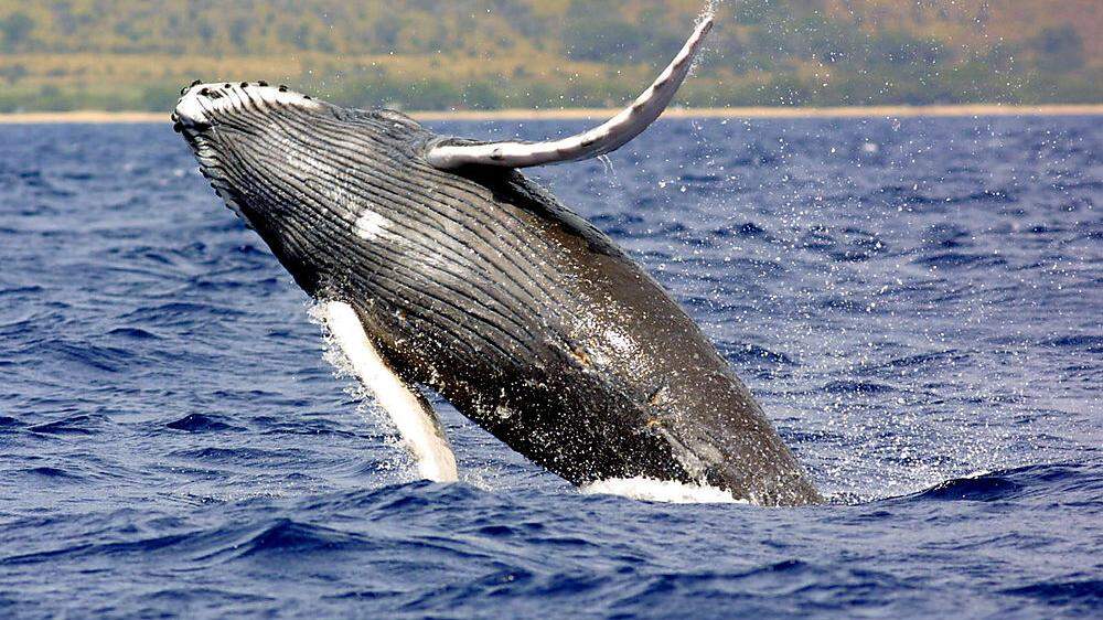 In Japan stieß eine Fähre offenbar mit einem Wal zusammen