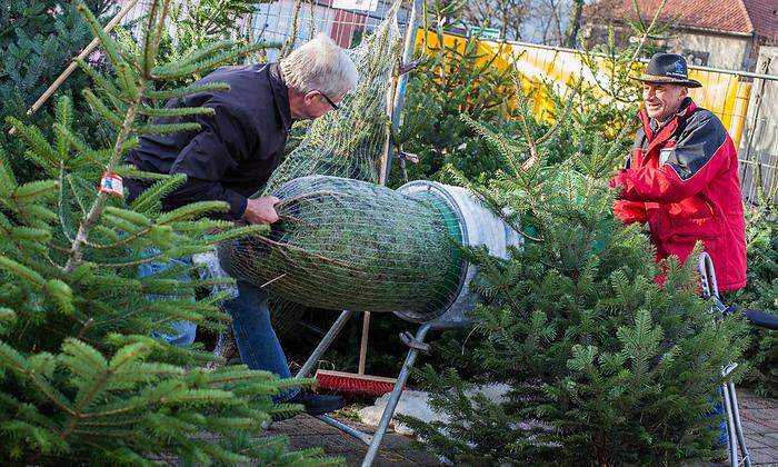 Michael Haberl verkauft seine Christbäume beim Billa in Völkermarkt ab 14. Dezember