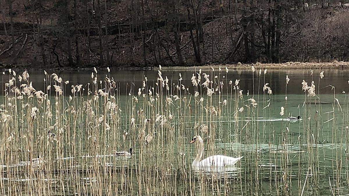 Spaziergänge rund um den Leopoldsteinersee sind bei Jung und Alt sehr beliebt 	