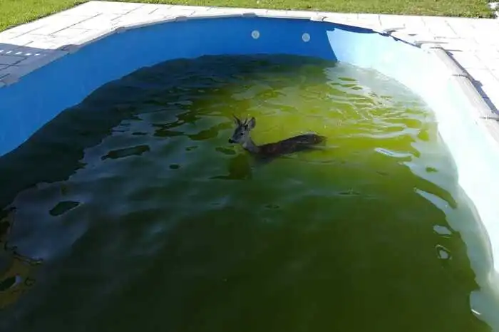Ein Nachbar sah das Reh im Pool seines Nachbars schwimmen. Er alarmierte die Feuerwehr.