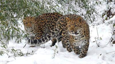 Der neuerliche Wintereinbruch macht vielen Bewohnern des Wiener Tiergartens Schönbrunn tierisch Spaß. Im Bild: Die Leoparden-Zwillinge 'Inga' und 'Baikal' 