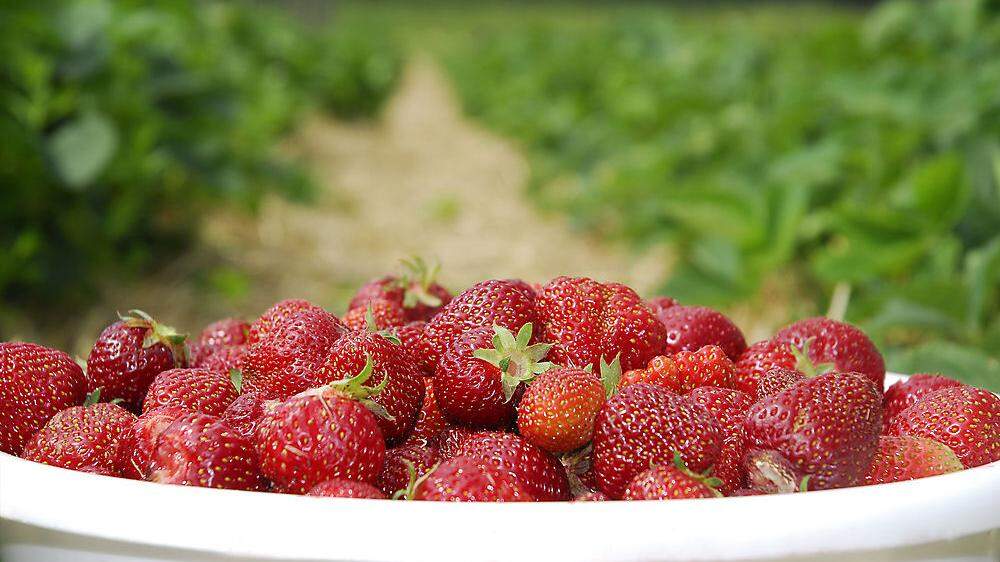 Die süßen Früchte gibt es nun wieder in den Erdbeerländern zu holen