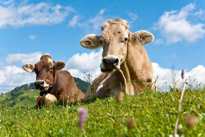 Die Kärntner Bäuer:innen übernehmen Verantwortung für einen respektvollen Umgang mit den Tieren und der Natur