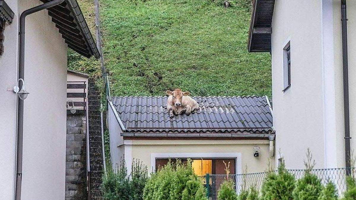 Schließlich wurde sie mit einem Kran vom Dach geborgen