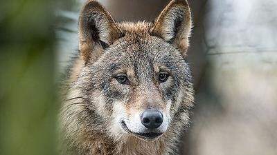 Rückkehr des Wolfes: Es gibt auch in Kärnten Hinweise