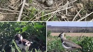 Der erste geschlüpfte Kiebitz aus dem Nest