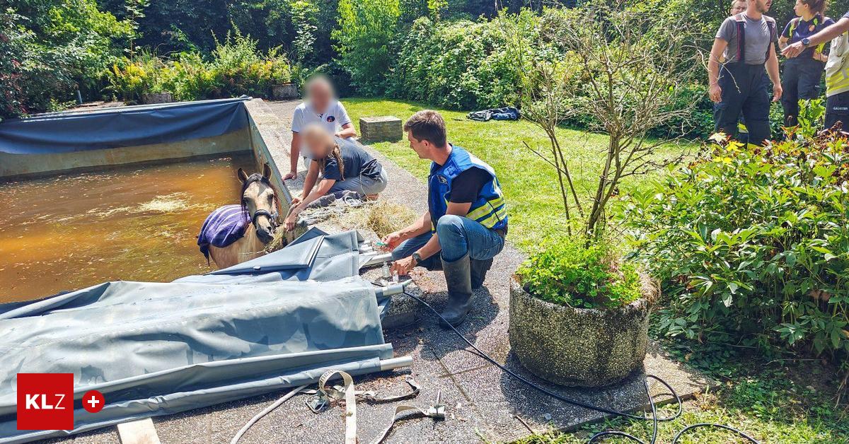 Tierrettung-in-St-Ruprecht-Pferd-b-xte-aus-und-st-rzte-in-einen-Pool-Feuerwehr-r-ckte-zur-Rettung-aus