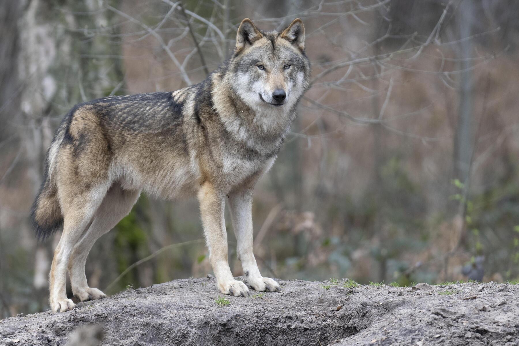 Bauern verunsichert: Wolf soll im Sölktal zwölf Schafe geris