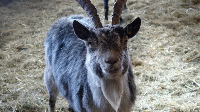 Am Archehof von Edgar Wernbacher haben seltene Schaf- und Ziegenrasse ein Zuhause.