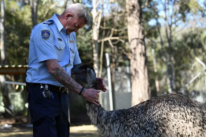 In der Haftanstalt John Morony in der Nähe von Sydney gehören Wombats, Emus, Schlangen und Kakadus zum Gefängnisalltag. Sie sollen den Insassen bei der Resozialisierung helfen. "Sie haben sehr positiven Einfluss und die Tiere können den Menschen wirklich manchmal helfen, sich zu bessern", sagt der Vollzugsbeamte Ian Mitchell.