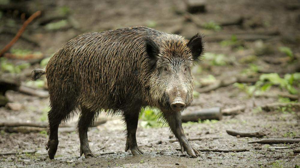Wildschweine haben sich vor allem im Osten des Bezirks angesiedelt
