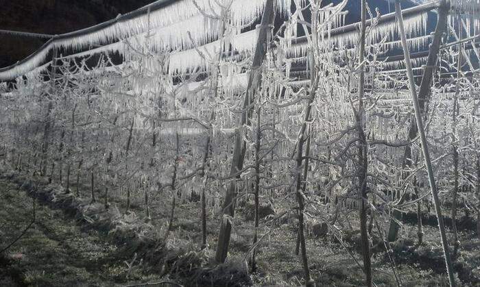 Um Bäume vor Frost zu schützen, werden sie in Dölsach durch Besprühen eingefroren