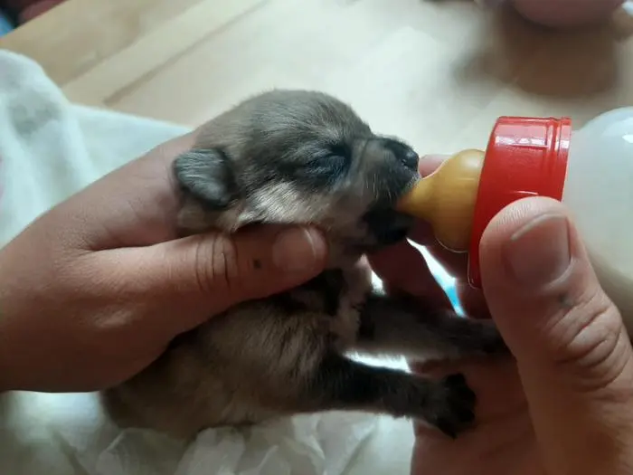 Die beiden Welpen wurden von ihrer Mutter nicht versorgt und werden mit der Flasche aufgezogen