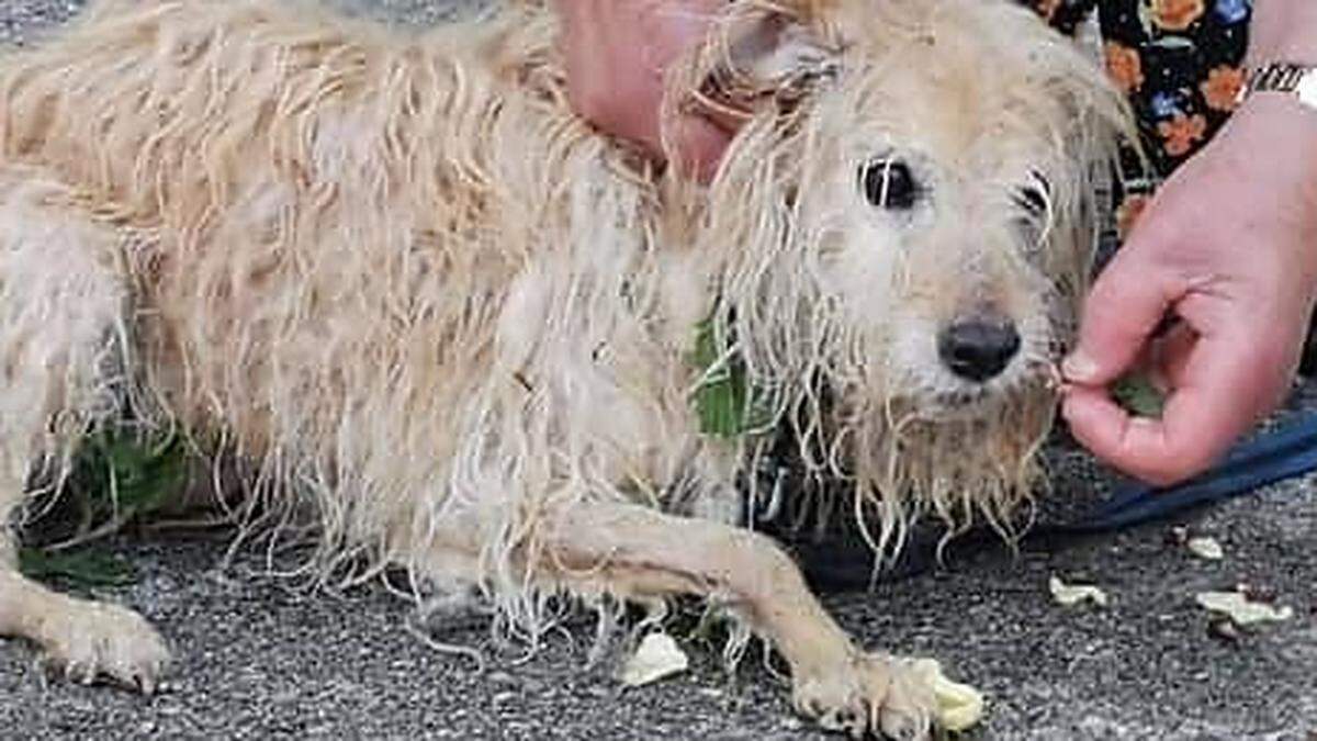 Durchnässt und verängstigt, aber wohlauf ist der entlaufene Hund