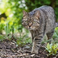 Stromert die Katze gerne im Freien, bleiben Zecken oft nicht aus. Wer sein Tier davor schützen möchte, sollte aber nicht zu Mitteln mit dem Wirkstoff Permethrin greifen.