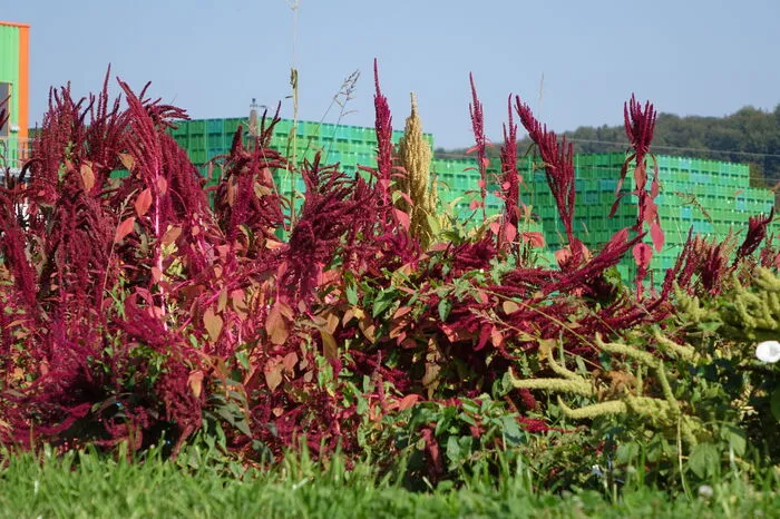 Man versucht auch, Quinoa und Amaranth in unsern Breiten anzubauen. Noch sei das Ergebnis nicht befriedigend, meint Kernothek-Leiter Gerhard Berghold.