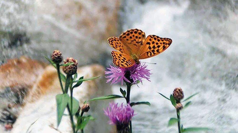 532 Schmetterlinge wurden am Tag der Artenvielfalt in nur 48 Stunden im Gößnitztal gezählt 