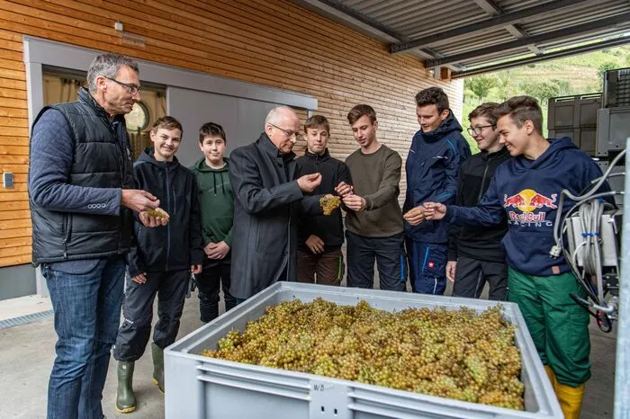 617 Kilo reifste Trauben Sauvignon blanc Ried Trebien sollen die Silberberg-Schüler an diesem Praxis-Tag rebeln und pressen. Auch der für die Schule zuständige Landesrat Hans Seitinger schaut vorbei.