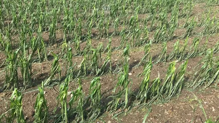 Zerstörtes Maisfeld in Gutenberg bei Weiz