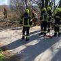 Mittels Motorsäge zerkleinerten die Feuerwehrleute den Baum