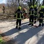 Mittels Motorsäge zerkleinerten die Feuerwehrleute den Baum