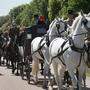 Vier weiße Pferde ziehen die Kutsche, in der Meghan und Harry sich am Samstag zeigen