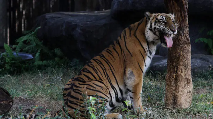 Der Tiger dürfte den Mann attackiert und getötet haben. Sujetbild