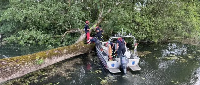 Ein riesiger Baum fiel am Mittwoch beim kurzen, aber heftigen Gewitter, das durch Kärnten zog, am Lendkanal in Klagenfurt um und musste von der Feuerwehr entfernt werden