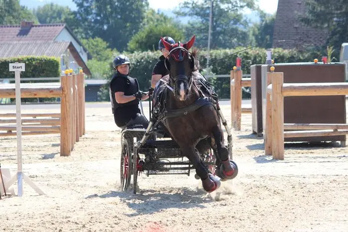 Über 70 Starter und Starterinnen zeigten gemeinsam mit den Pferden ihr großes Können und donnerten mit ihren Ein-, Zwei- oder Vierspännern durch die Hindernisse und das offene Gelände rund um die Arena in Piber.