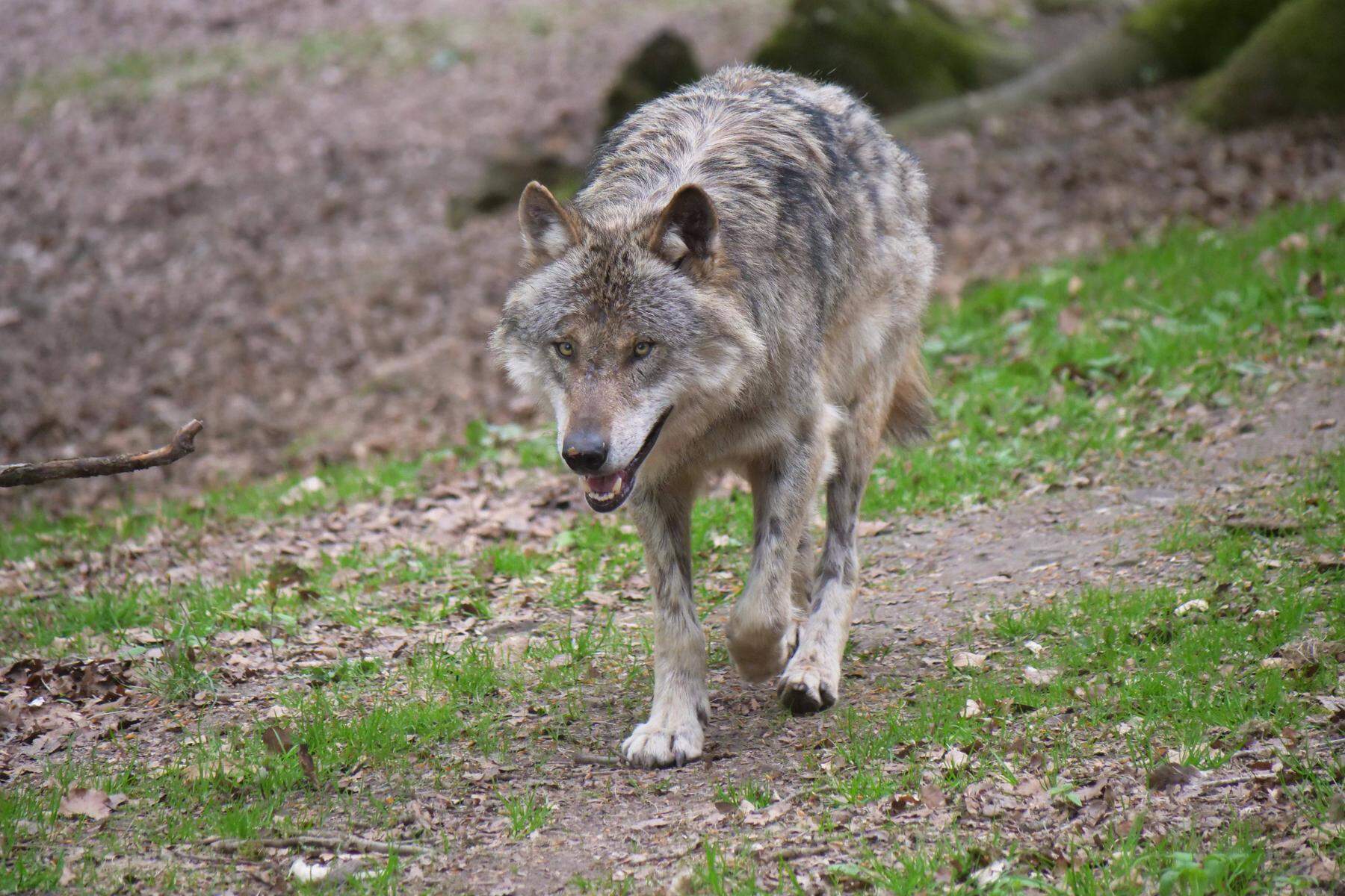 Mädchen von Wolfgebissen: Naturpark vorsorglich geschlossen