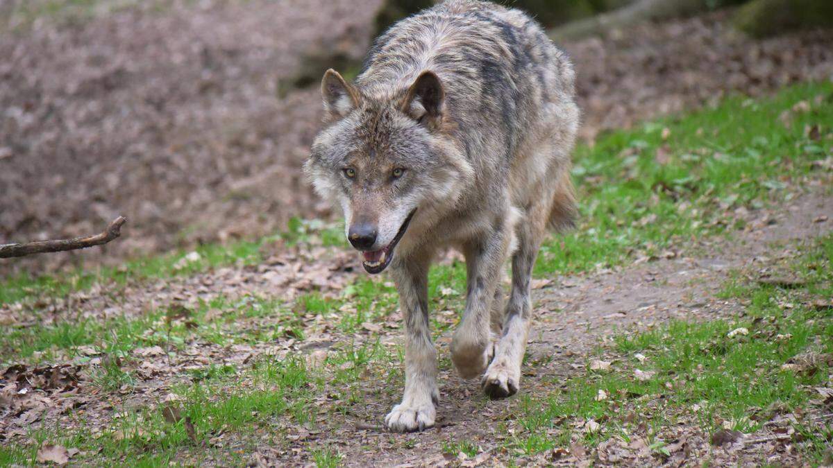 In einem Naturpark in den Niederlanden wurde ein Mädchen von einem Wolf gebissen