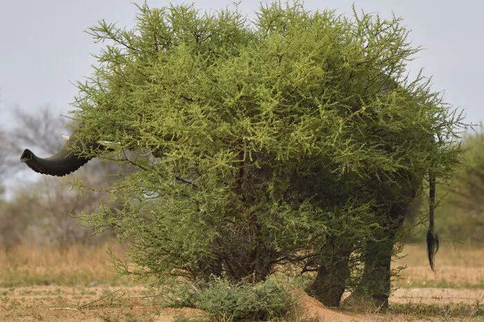 Tierwelt zum Schmunzeln: Staffan Widdstrand aus Schweden lichtete im Marakele National Park in Limpopo (Südafrika) diesen Elefanten ab, der sich sehr originell (und beinahe vollständig) tarnte.