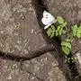 A butterfly sits on a plant between cracks in the dried-out ground of a forest lake near Erfurt, central Germany, Tuesday, Aug. 6, 2019. According to the German Weather Service (DWD) of July 30, 2019, the drought reached 'catastrophic proportions' in July this year in Germany. (AP Photo/Jens Meyer)