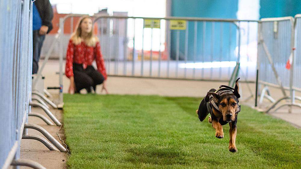 Die schnellsten Hunde laufen die 30 Meter lange Strecke unter drei Sekunden