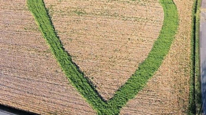 Landwirt Josef Stradner aus Deutsch Goritz hat "für seinen Schatz", seine Gattin Elfriede, ein saftig grünes Herz angelegt. Und dafür hat er einiges an Aufwand betrieben: Denn das Herz ist nicht wie andernorts ausgemäht oder in das Feld gepflügt. Josef Stradner hat dort im Herbst mit unterschiedlichen Saaten dafür gesorgt, dass das Herz nun in voller grüner Pracht zu sehen ist.